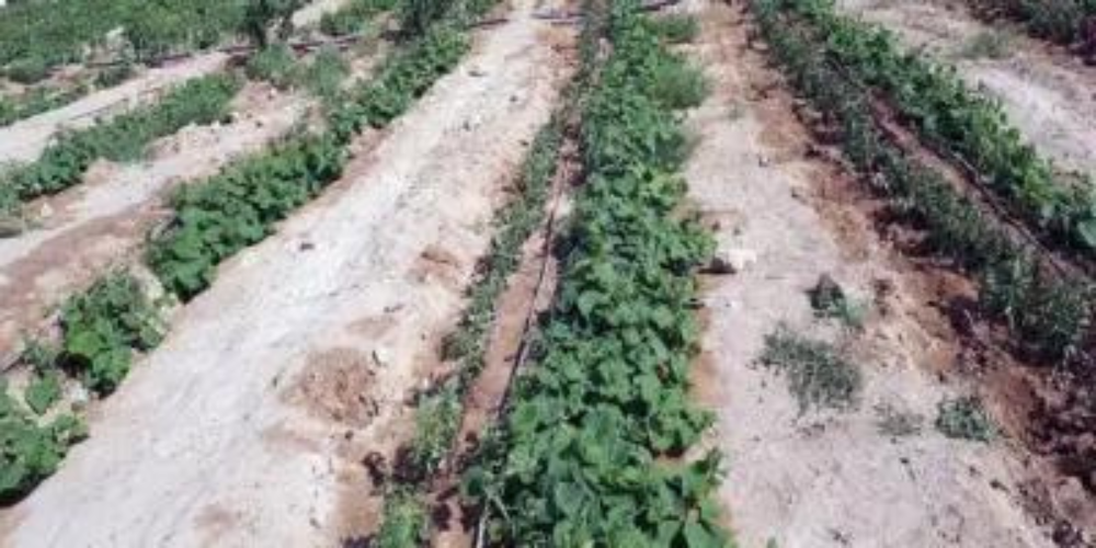 ملوحة-مياه-الري